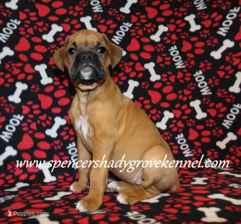 Feebie – Boxer puppy for sale in Cabool, MO