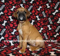 Feebie, a female Boxer for sale in Cabool, MO – Photo 3 of 10