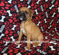 Feebie, a female Boxer for sale in Cabool, MO – Photo 4 of 10