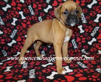 Feebie, a female Boxer for sale in Cabool, MO – Photo 10 of 10