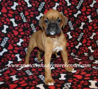 Feebie, a female Boxer for sale in Cabool, MO – Photo 8 of 10