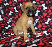 Feebie, a female Boxer for sale in Cabool, MO – Photo 7 of 10