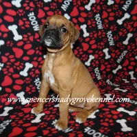 Feebie, a female Boxer for sale in Cabool, MO – Photo 2 of 10