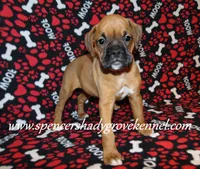 Feebie, a female Boxer for sale in Cabool, MO – Photo 9 of 10