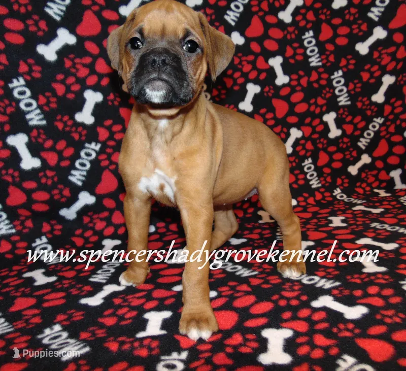 Feebie – Boxer puppy for sale in Cabool, MO