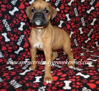 Feebie, a female Boxer for sale in Cabool, MO – Photo 1 of 10
