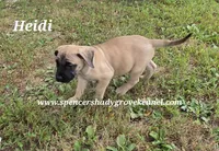 Heidi, a female English Mastiff for sale in Cabool, MO – 5 of 10