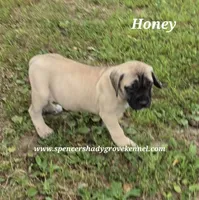 Honey, a female English Mastiff for sale in Cabool, MO – 7 of 10