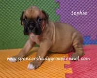 Sophie, a female Boxer for sale in Cabool, MO – 4 of 10