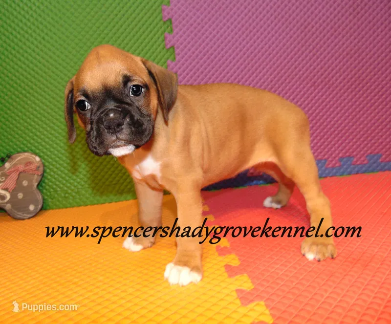 Sidney – Boxer puppy for sale in Cabool, MO
