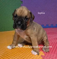 Sophie, a female Boxer for sale in Cabool, MO – 5 of 10