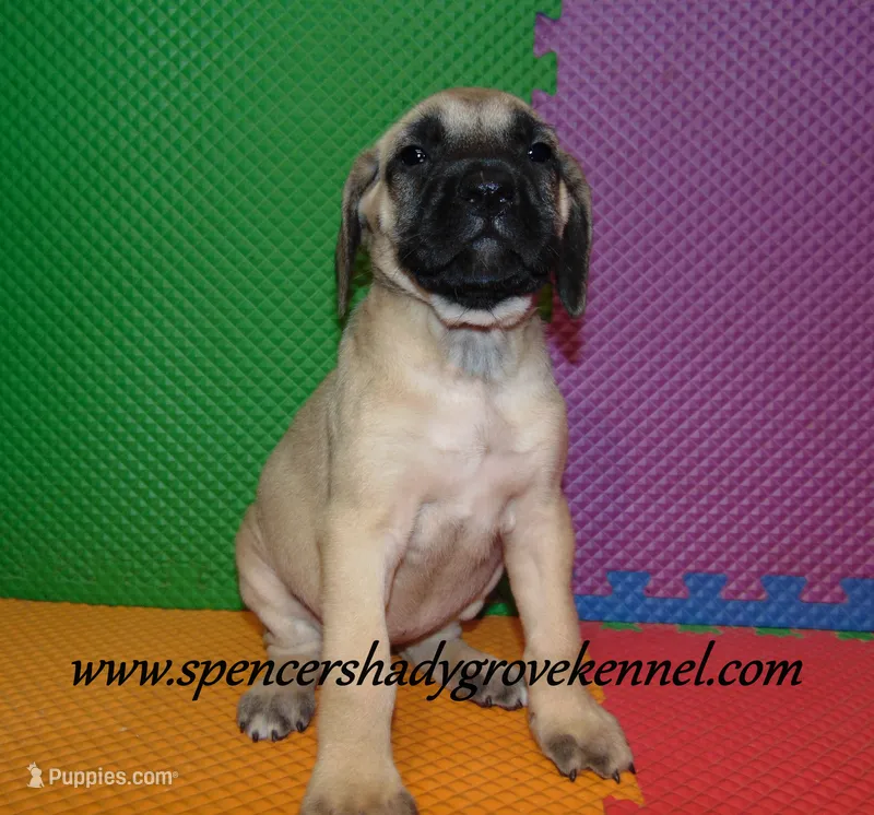 Hailey – English Mastiff puppy for sale in Cabool, MO