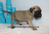 Hoss, a male English Mastiff for sale in Cabool, MO – 7 of 10