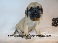 Delta , a female English Mastiff for sale in Cabool, MO – 1 of 10