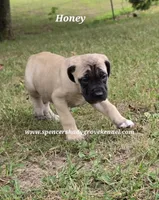 Honey, a female English Mastiff for sale in Cabool, MO – 9 of 10