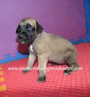 Hope, a female English Mastiff for sale in Cabool, MO – 6 of 10