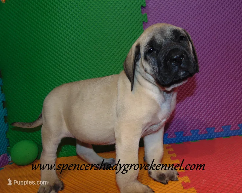 Hoss – English Mastiff puppy for sale in Cabool, MO