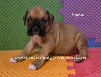 Sophie, a female Boxer for sale in Cabool, MO – 8 of 10