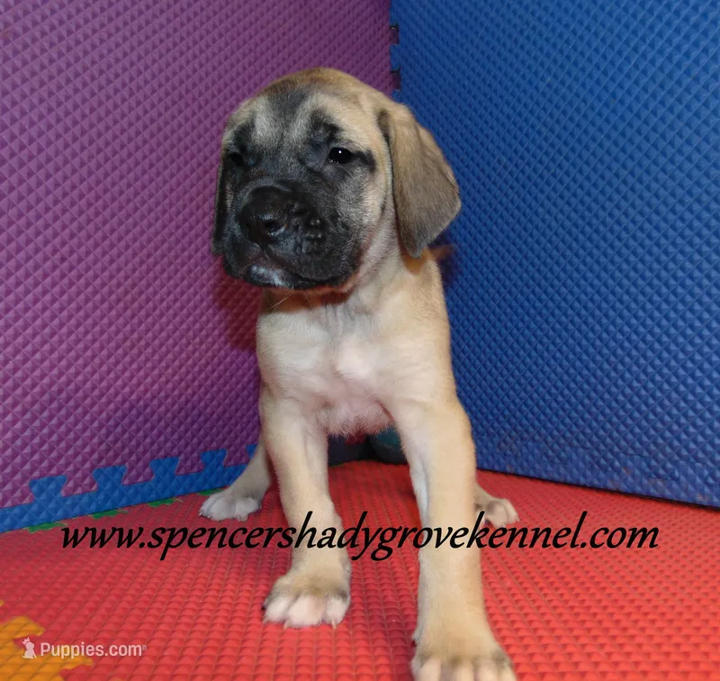 Hogan – English Mastiff puppy for sale in Cabool, MO
