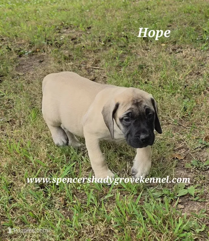 Hope – English Mastiff puppy for sale in Cabool, MO