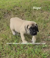Hope, a female English Mastiff for sale in Cabool, MO – 1 of 9
