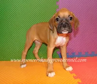Sophie, a female Boxer for sale in Cabool, MO – 7 of 10