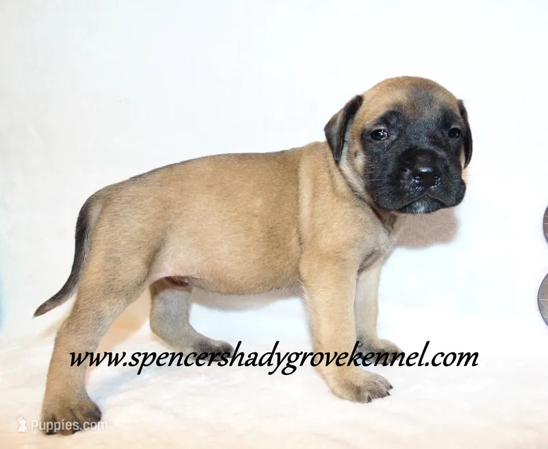 Heidi – English Mastiff puppy for sale in Cabool, MO