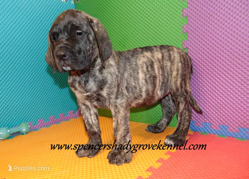 Dakota – English Mastiff puppy for sale in Cabool, MO