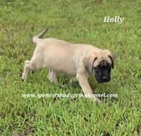 Holly, a female English Mastiff for sale in Cabool, MO – 10 of 10