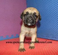 Delta , a female English Mastiff for sale in Cabool, MO – 10 of 10