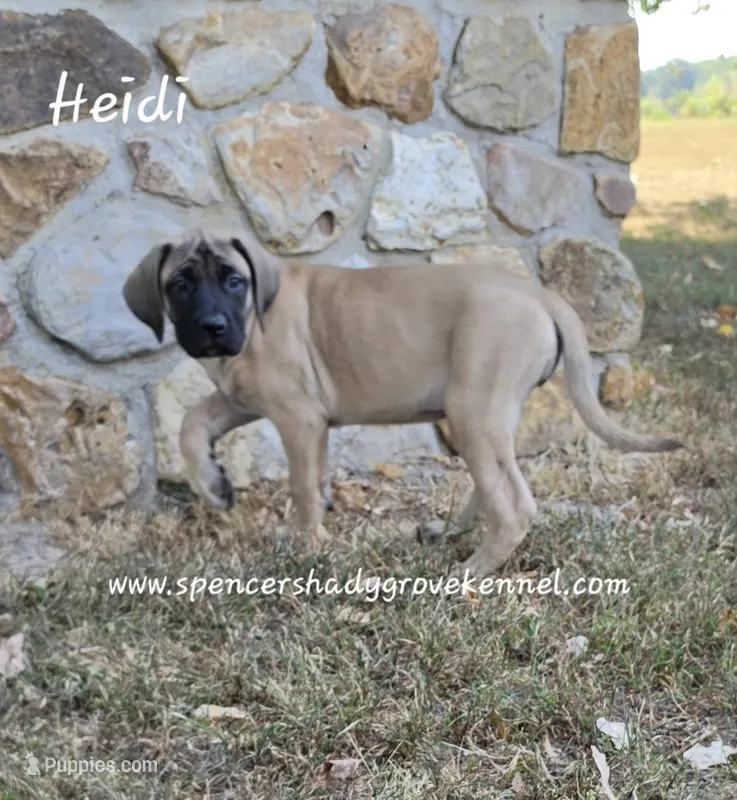 Heidi – English Mastiff puppy for sale in Cabool, MO