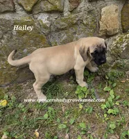 Hailey, a female English Mastiff for sale in Cabool, MO – 9 of 10