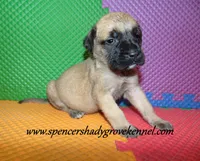 Delta , a female English Mastiff for sale in Cabool, MO – 4 of 10