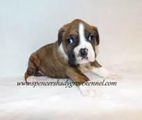 Dandy, a male Boxer for sale in Cabool, MO – 10 of 10