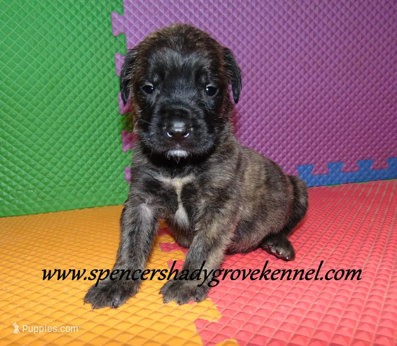 Dahlia – English Mastiff puppy for sale in Cabool, MO