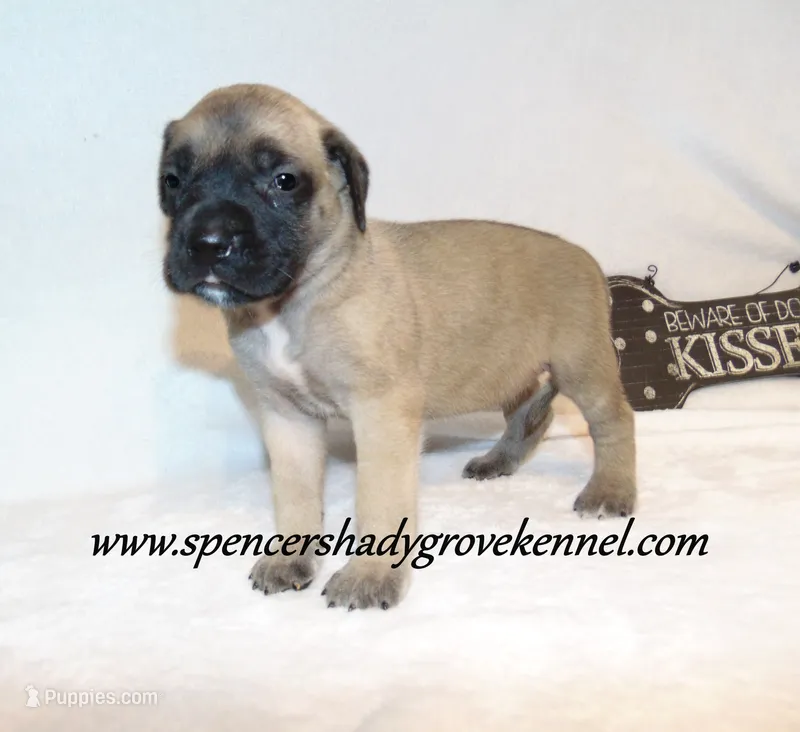 Hope – English Mastiff puppy for sale in Cabool, MO