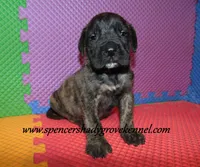 Dakota, a male English Mastiff for sale in Cabool, MO – 7 of 10