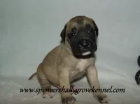 Hunter, a male English Mastiff for sale in Cabool, MO – 2 of 10
