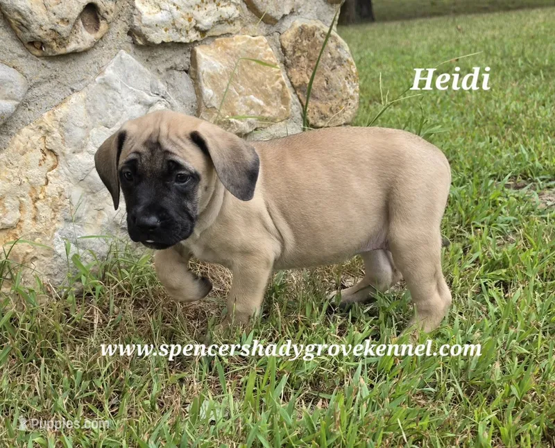 Heidi – English Mastiff puppy for sale in Cabool, MO