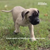 Hilda, a female English Mastiff for sale in Cabool, MO – 7 of 10