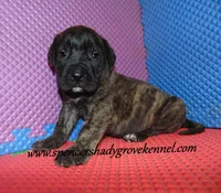 Dakota, a male English Mastiff for sale in Cabool, MO – 4 of 10