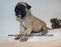 Hayes, a male English Mastiff for sale in Cabool, MO – 10 of 10