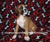 Faith, a female Boxer for sale in Cabool, MO – Photo 9 of 10