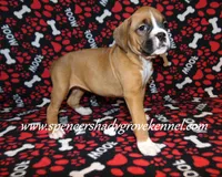 Faith, a female Boxer for sale in Cabool, MO – Photo 8 of 10