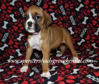 Faith, a female Boxer for sale in Cabool, MO – Photo 3 of 10