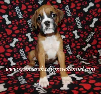 Faith, a female Boxer for sale in Cabool, MO – Photo 2 of 10