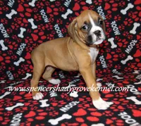 Faith, a female Boxer for sale in Cabool, MO – Photo 10 of 10