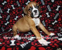 Faith, a female Boxer for sale in Cabool, MO – Photo 7 of 10