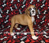 Faith, a female Boxer for sale in Cabool, MO – Photo 4 of 10