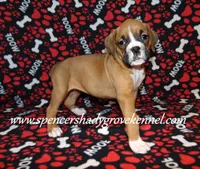 Faith, a female Boxer for sale in Cabool, MO – Photo 6 of 10